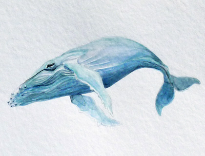 Humpback Whale – an Aquatic Beastie original watercolor by Ella Quaint