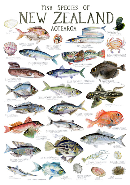 Illustrated Fish Chart by Giselle Draws