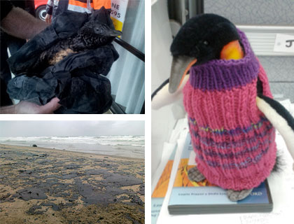 Penguin jumper designed to protect little blue penguins caught in oil from the Rena