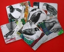 Placemats - NZ Birds