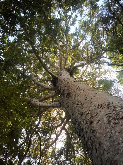 Kauri Tree, Waiomu Kauri Grove Walk, Coromandel Peninsula, Waikato, New Zealand, photographic print
