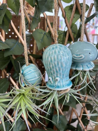 Air Plant octopus or jellyfish with Tillandsia  green/blue/red/black