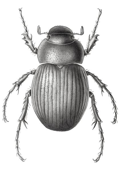 Limited edition A4 giclée print of graphite drawing of Cromwell Chafer