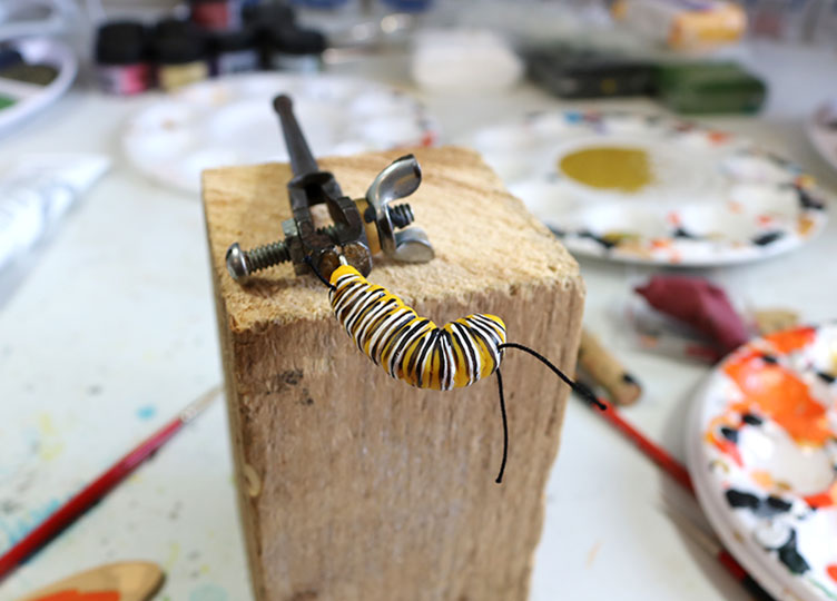 Finishing touches on a monarch caterpillar
