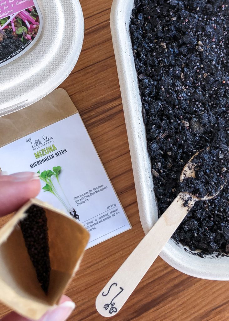 A Little Stem Microgreens home growing kit in action