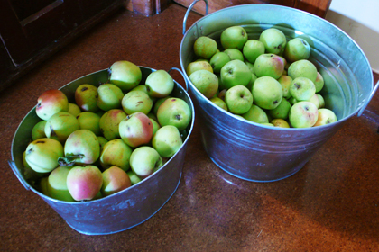 my apples