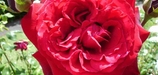 rosebuds63