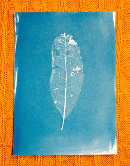 Original Leaf Skeleton Cyanotype