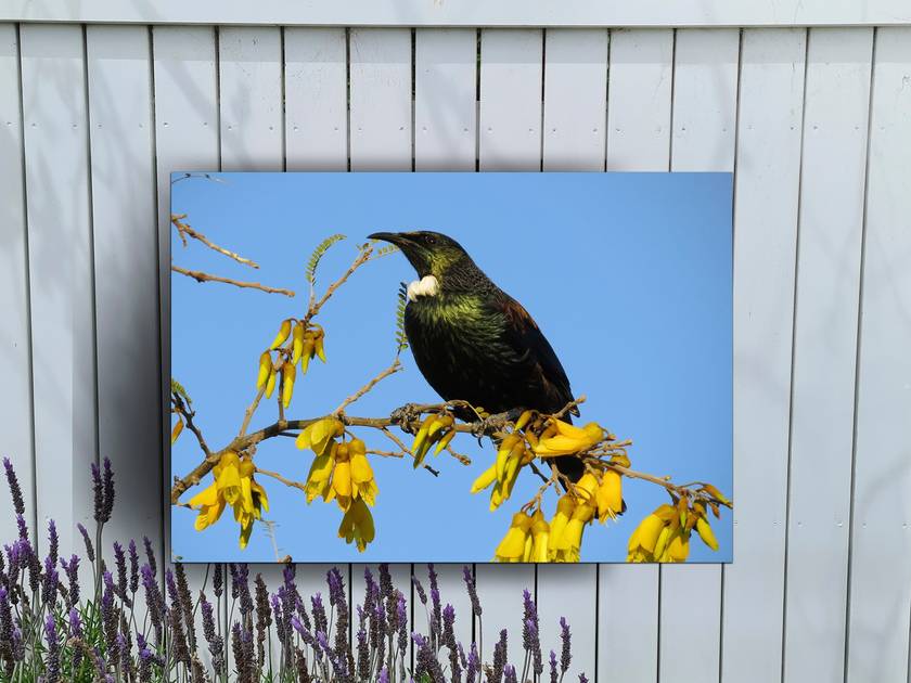 New Zealand Tui Bird Outdoor Garden Or Inside Wall Art Panel 55cm X 40cm Nz Made Felt - Tui Bird Wall Art Nz