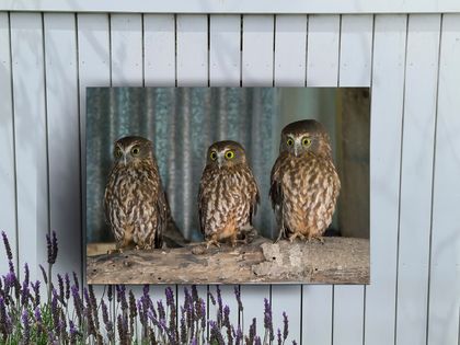 New Zealand Native BIRDS, OUTDOOR GARDEN or INSIDE Wall ART Panel. 55cm x 40cm NZ Made