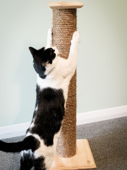 Cat Scratching Posts (800mm Tall)