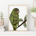 Kakapo New Zealand Bird Art Print 