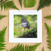 Early Bird - Giclee Print