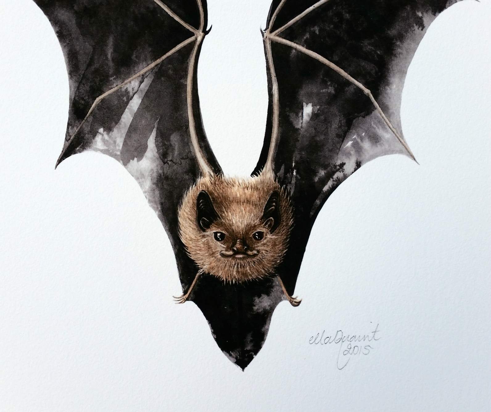 Long Tailed Bat / Pekapeka - a fine art giclee print A5 | Felt