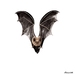 Pekapeka / Long Tailed Bat - an open edition fine art giclee print A5