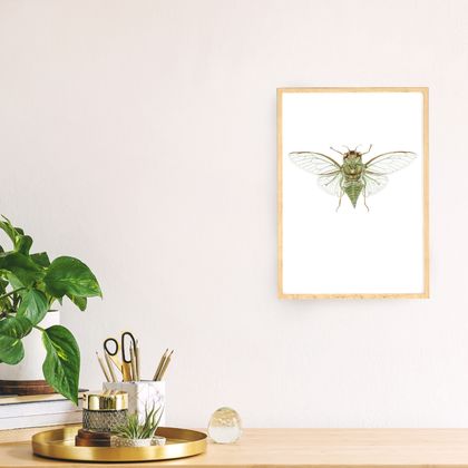 Kiritara / Cicada - an open edition fine art giclee print