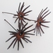 Ironweed SET OF DANDELION FLORETS - natural rust