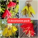 6 native flower decoration pack