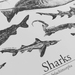 Selachimorpha - Shark Poster
