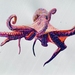 Octopoda in Colour Print