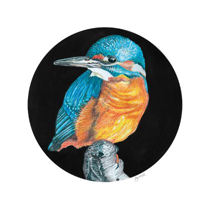 Kingfisher Bird, 30 x 30cm Watercolour Print. New Zealand Art, Fine Art, Bird Art, Art Print, Wall Art, Wall Decor, Home Decor, Illustration.