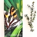 Forest Ringlet Butterfly Notepad