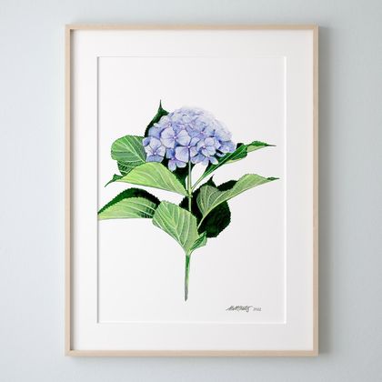 'Hydrangea in Bloom' A4 Art Print