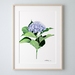 A4 Fine Art Print 'Hydrangea'
