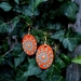 Handpainted Mandala Earings 