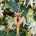 Fawn Owl  Keyring - handwoven micro macrame