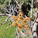 Ornate Star Ornament - handwoven micro macrame