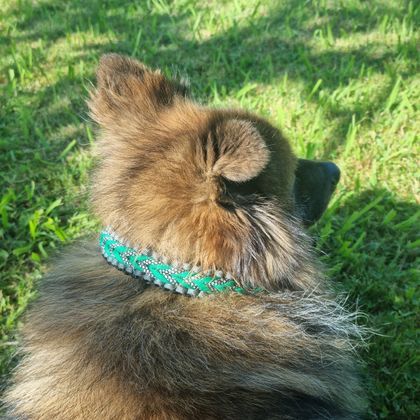 Little Benjamin - handwoven paracord dog collar