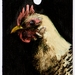 Tiny oil painting Hen Caravaggio