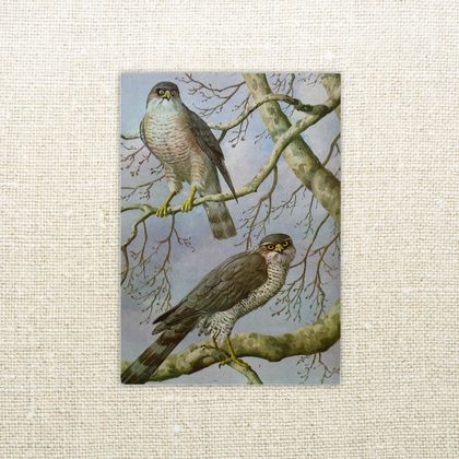 Greeting Card - Falcons - Wild Life in Britain
