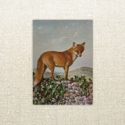 Greeting Card - Red Fox - Wild Life in Britain