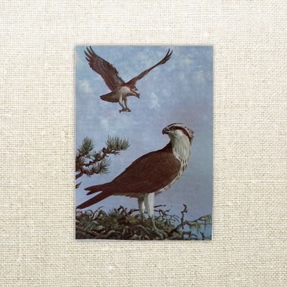 Greeting Card - Osprey - Wild Life in Britain
