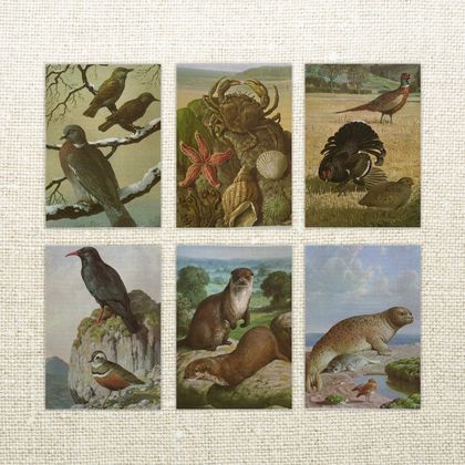 Greeting Cards - Wild Life in Britain