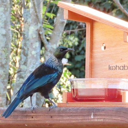Kohab Native Bird Feeding Kit