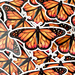 Monarch Butterfly Sticker