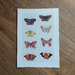 NZ Native Butterflies – A4 Art Print