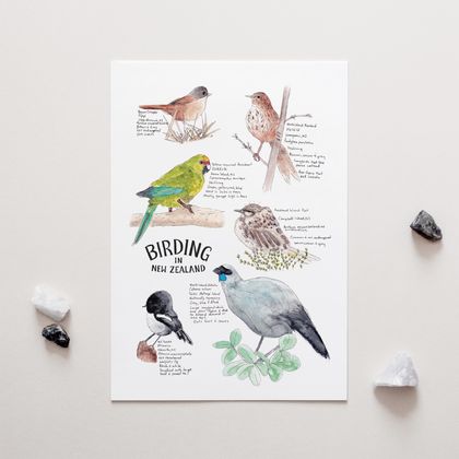 Birding in NZ – A3 Art Print, NZ Native Birds