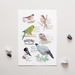 Birding in NZ – A3 Art Print, NZ Native Birds