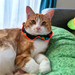 Reflective Cat Scrunchie - Carnival Dots