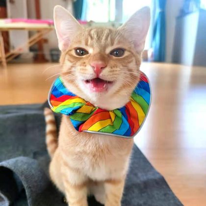 Reflective Cat Scrunchie - Rainbow Stripes