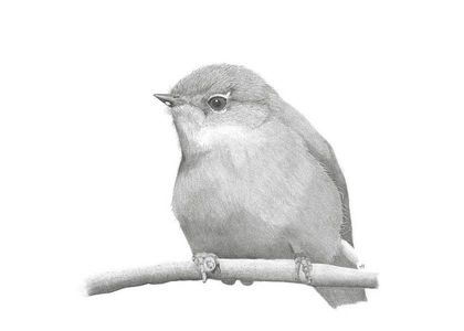 Tricia Hewlett / Grey Warbler Chick / A4 Print of Graphite Art