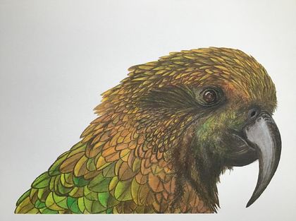 Kate Long / Kea Head / Watercolour Pencil Print A4