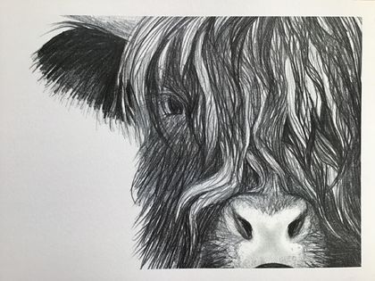 Kate Long / Highland Cow Face / Carbon Pencil Print A4
