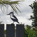 Kingfisher - Mounted - CorTen Steel