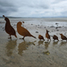 Quail Family