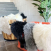 Small Long Wool Sheepskin Offcuts (Assorted Colours)